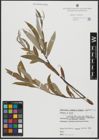 Foto von Salix alba L.